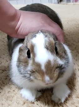 ちょこきちの画像